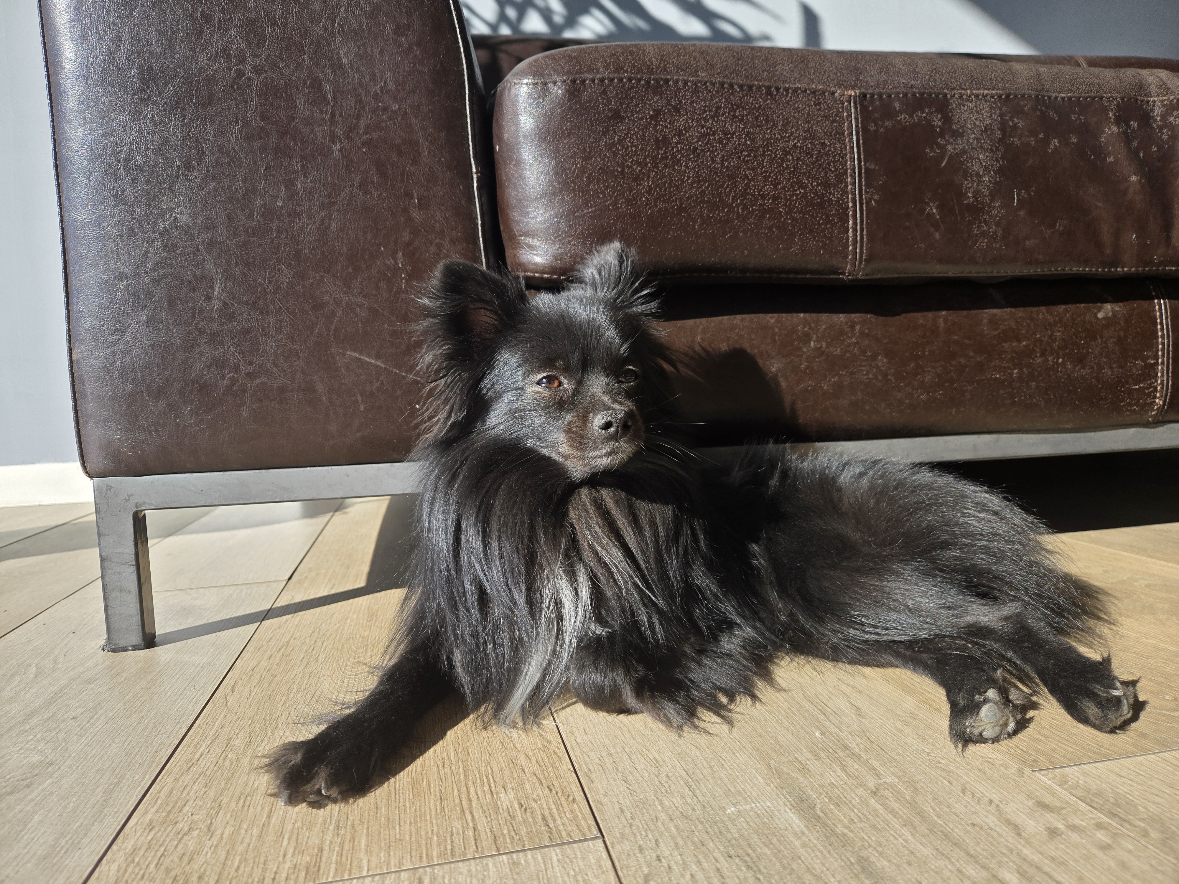 Ulk le chien Avenir Fitness